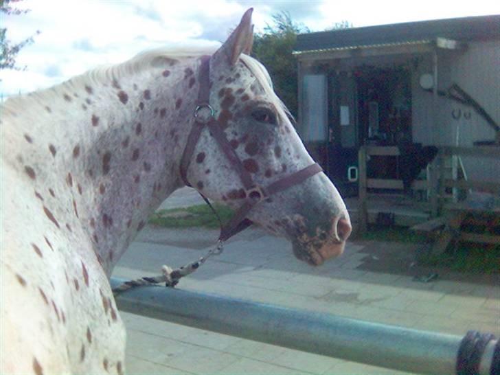 Appaloosa Spotlight / red / - dagen hvor han blev hented  ;( ( undskyld kvaliteten taget med mobil) savner dig <3 billede 9