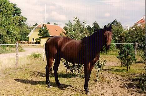 Dansk Varmblod Kaukasus *RIP* - På fold billede 13