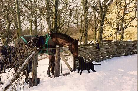 Dansk Varmblod Kaukasus *RIP* - Kaukasus hilser lige på vores storte lab ;) billede 14