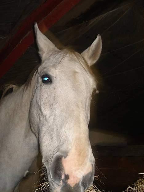 Holstener Fantast ** - halløj  billede 13