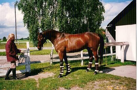 Dansk Varmblod Kaukasus *RIP* - Lige inden stævne ;) billede 18