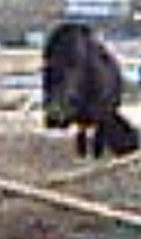 Shetlænder Sofus *Solgt*  billede 6