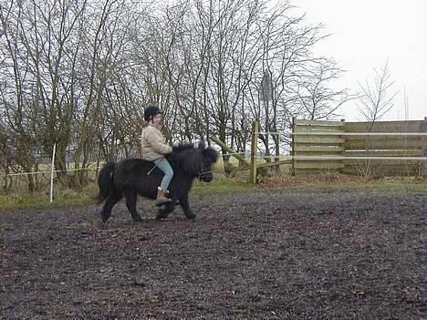 Shetlænder Sofus *Solgt*  - Maria & Sofus i dressur, han var bare SÅ sød den dag :D billede 7
