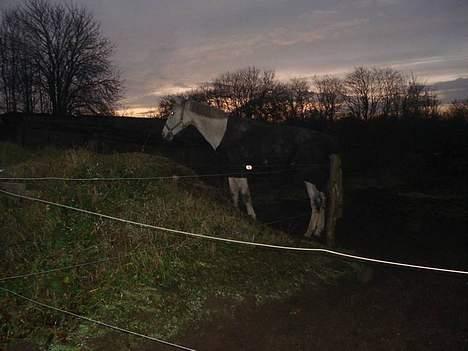 Holstener Fantast ** - store sander  billede 14