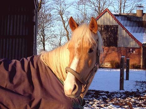 Palomino Chloé - d. 23-01-2007 billede 1