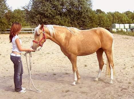 Palomino Chloé - Stutteri Lysgaard, juli 2006 billede 2