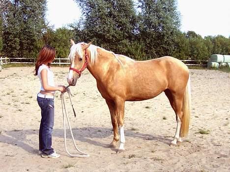 Palomino Chloé - Stutteri Lysgaard, juli 2006 billede 3