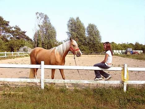 Palomino Chloé - Stutteri Lysgaard, juli 2006 billede 4