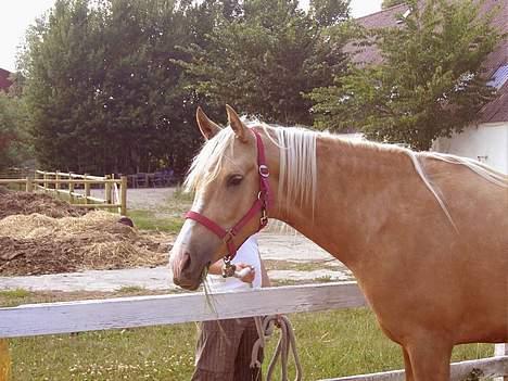 Palomino Chloé - Stutteri Lysgaard, juli 2006 billede 5