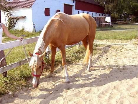 Palomino Chloé - Stutteri Lysgaard, juli 2006 billede 6