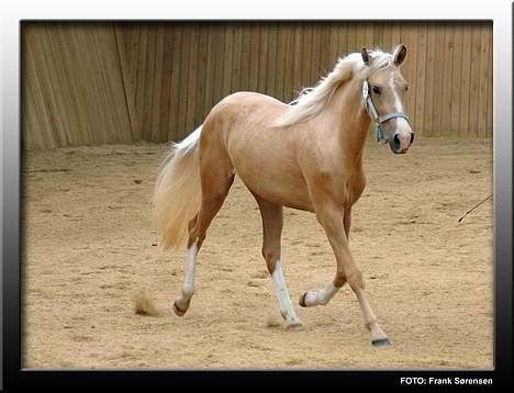 Palomino Chloé - Stutteri Lysgaard billede 7