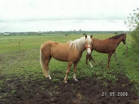 Palomino Chloé - Stutteri Lysgaard billede 8