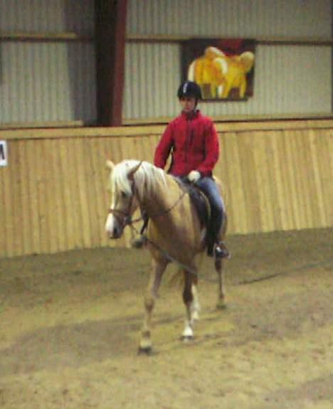 Palomino Chloé - Billede fra tilridning billede 9