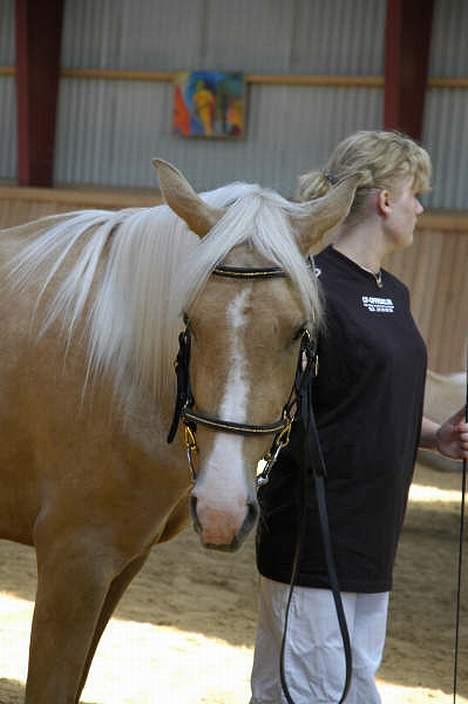 Palomino Chloé - Stutteri Lysgaard billede 10