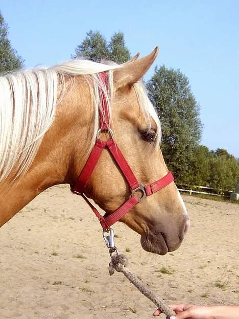 Palomino Chloé - Stutteri Lysgaard, juli 2006 billede 11