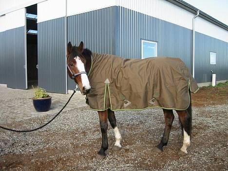 Anden særlig race Bertil billede 1