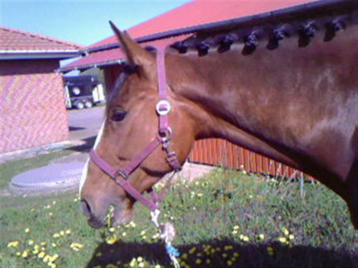 Anden særlig race Bertil - Bertil til Broager venskabsstævne ;b billede 2