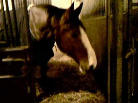 Anden særlig race Bertil billede 4