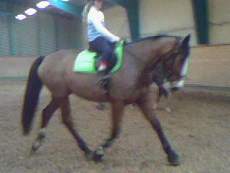 Anden særlig race Bertil - Bertil oq Selina  billede 5