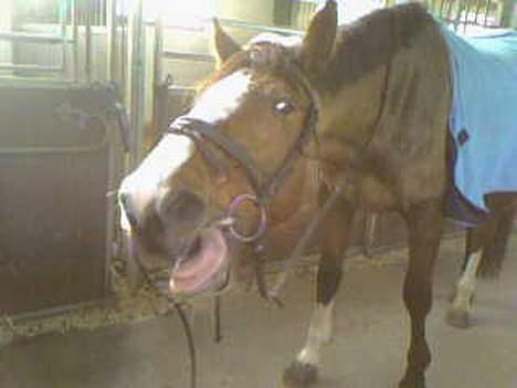 Anden særlig race Bertil billede 6