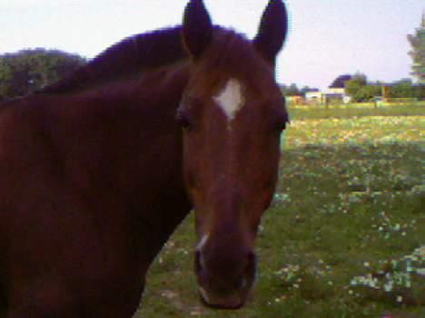 New Forest Sika billede 2