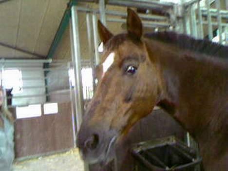 New Forest Sika - :-* billede 3