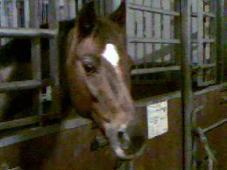 New Forest Sika billede 4