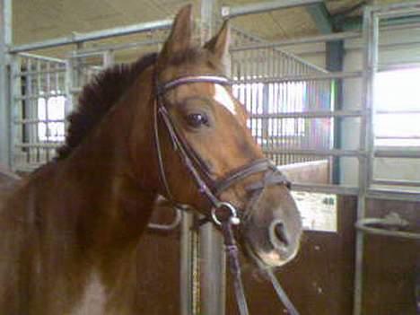 New Forest Sika billede 5