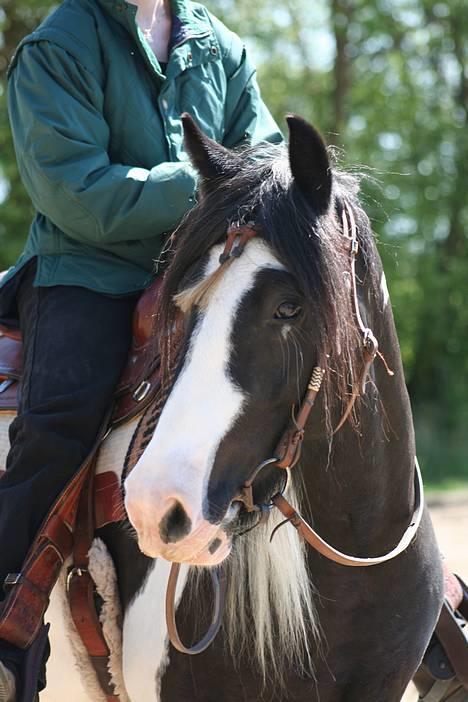 Irish Cob Kavanaugh - Min mor der får undervisning på Kavan af Helle K :D sommer 07 billede 22