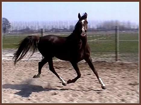 Arabisk fuldblod (OX) Sha Yalysia - Yalysia i holland billede 2