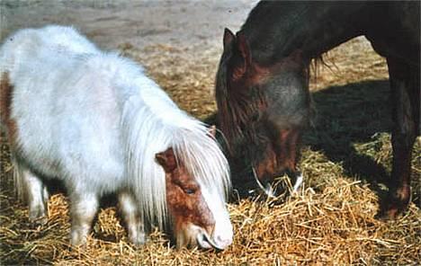 Arabisk fuldblod (OX) Sha Yalysia - Yalysia og Müsli som også er herinde billede 10