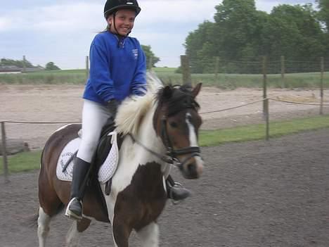 Pinto Dalvin(SOLGT) billede 19