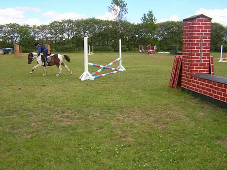 Pinto Dalvin(SOLGT) billede 20