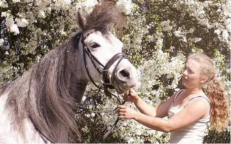 Shagya Araber (SH) Rolighedens Columbine billede 3