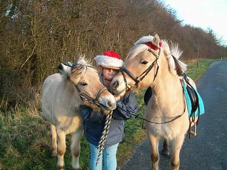Anden særlig race  Richard Løvehjerte SOLGT - Det er ved juletid billede 19