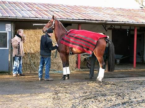 Dansk Varmblod RDH Solejs Charisma SOLGT billede 7