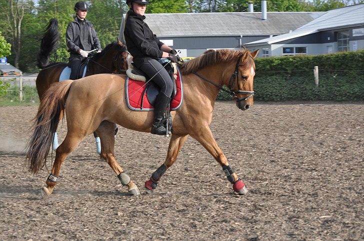 Anden særlig race Jazzmin <3 - 2011 (: billede 10