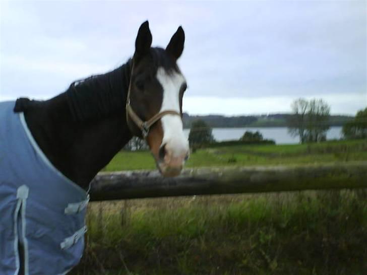 Dansk Varmblod bachus *Solgt* - osse et billed den nye ejer sendte <3 billede 15