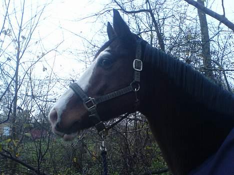 Dansk Varmblod bachus *Solgt* billede 16