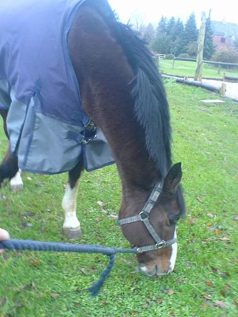 Dansk Varmblod bachus *Solgt* billede 17