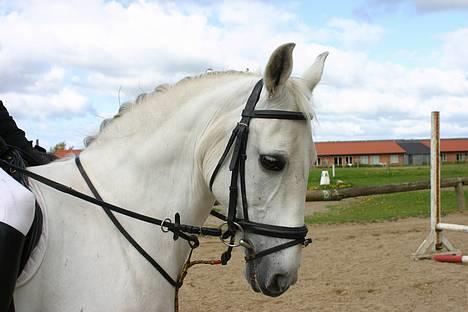 Anden særlig race Ophelia - Smukke Ophelia til springstævne.<3 billede 1