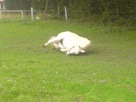 Anden særlig race Ophelia - Et tiltængt mudderbad.... billede 5