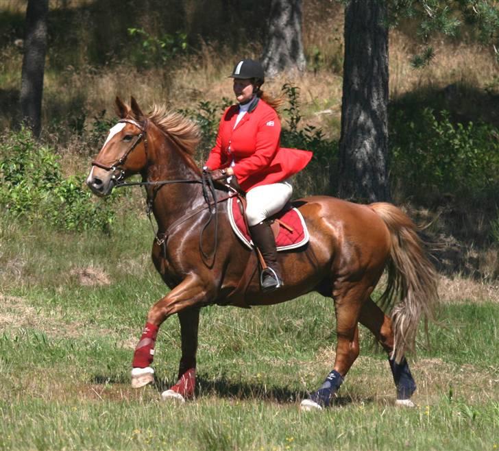 Frederiksborg Apollo af iglsø  - trænings jagt på harrild hede 27/7 billede 11