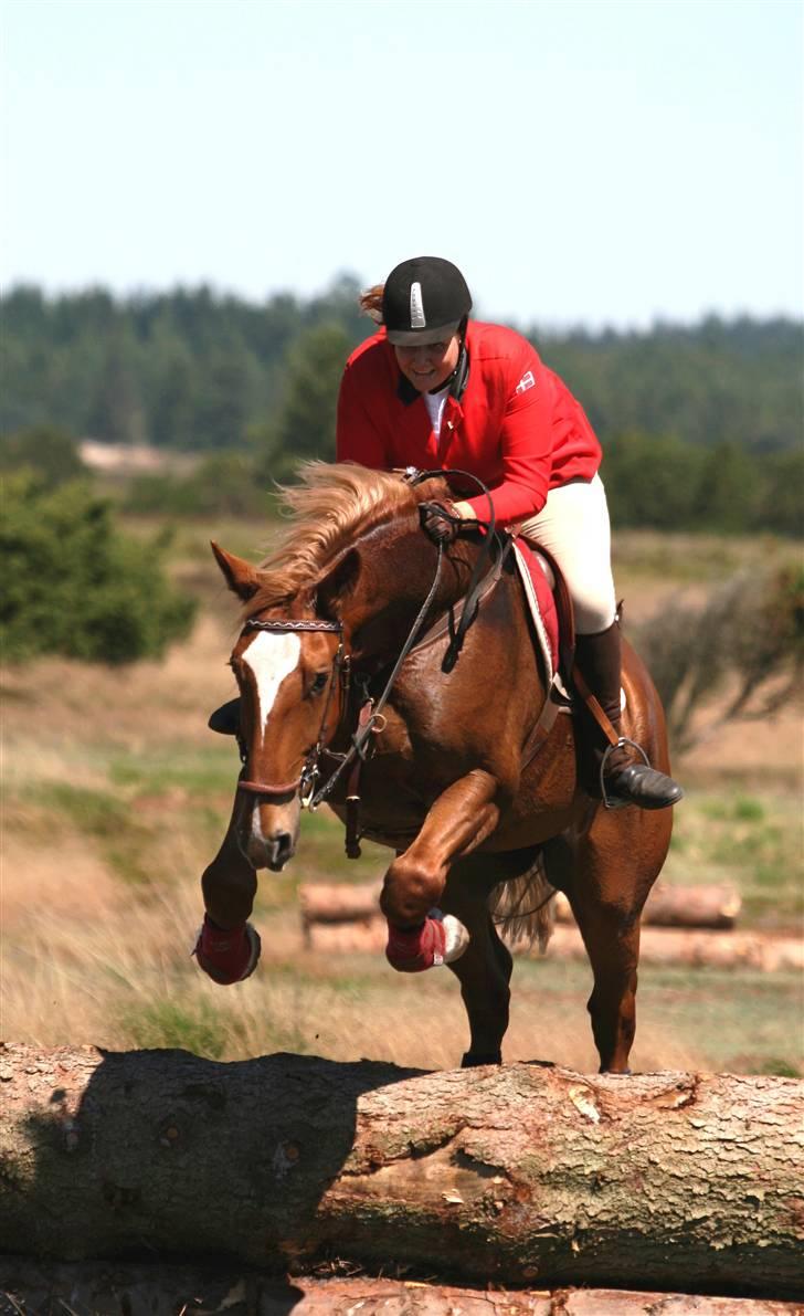 Frederiksborg Apollo af iglsø  - trænings jagt på harrild hede 27/7 billede 13