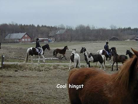 Pinto mørkbaks Aslan pih 41  - helt cool selvom der er damer over alt billede 7