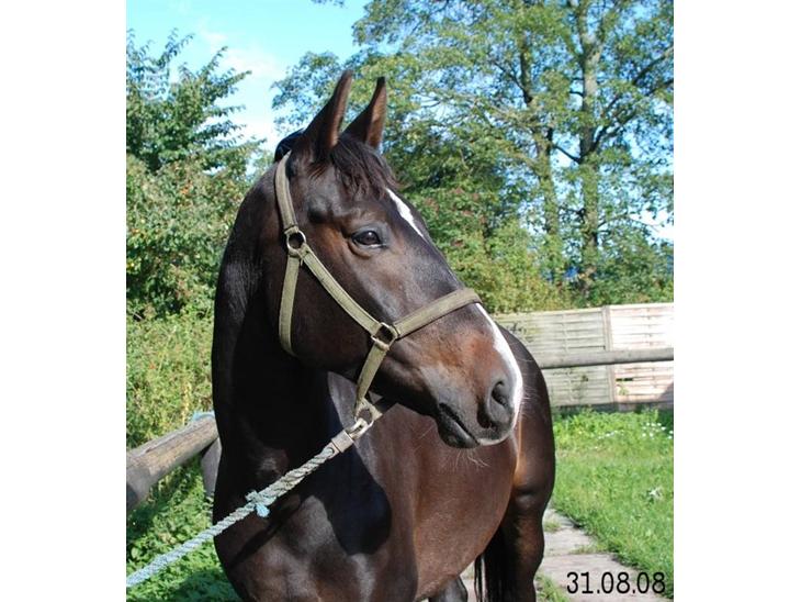 Holstener Cavallier - Du er en FANTASTISK hest.. Jeg kan godt lide Calle-melius <3 billede 1