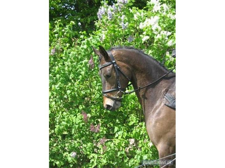 {{currentPhoto.altText}} billede {{currentPhoto.number}}