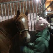 Hollandsk Sportspony Hero