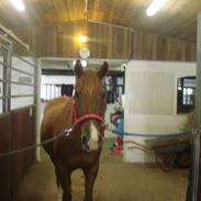 Hollandsk Sportspony Hero