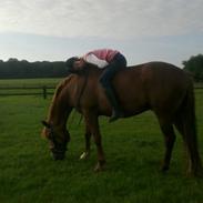 Hollandsk Sportspony Hero